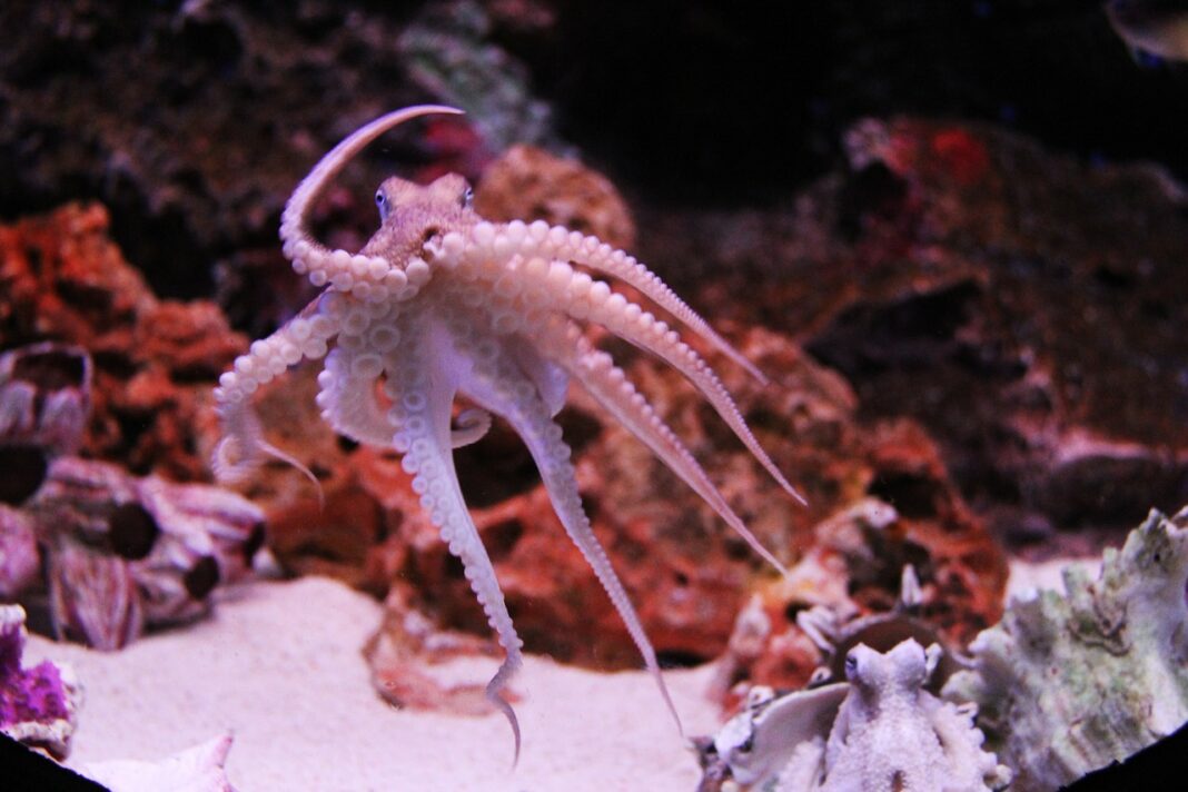 Kraken ejecte le XMR Monero de sa plateforme anglaise - octopus-g4f6d70d5f_1280